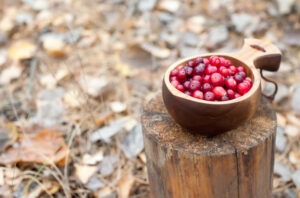 Fresh red cranberries in a wooden bowl in the autumn forest on a stump.